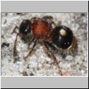 Smicromyrme rufipes - Rotbeinige Spinnenameise w15a 6mm Sandgrube Niedringhaussee.jpg